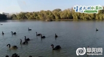 阜阳迪沟生态湿地公园成候鸟天堂