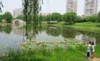 阜阳文峰公园夏日美景